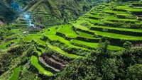 Selama 2.000 tahun, sawah di Filipina, tepatnya di Pulau Luzon telah membentuk lanskap Cordilleras. Saat ini kondisinya lebih rentan akan longsor karena hujan ekstrem yang sering terjadi di wilayah Asia Tenggara. (Foto: Getty Images)