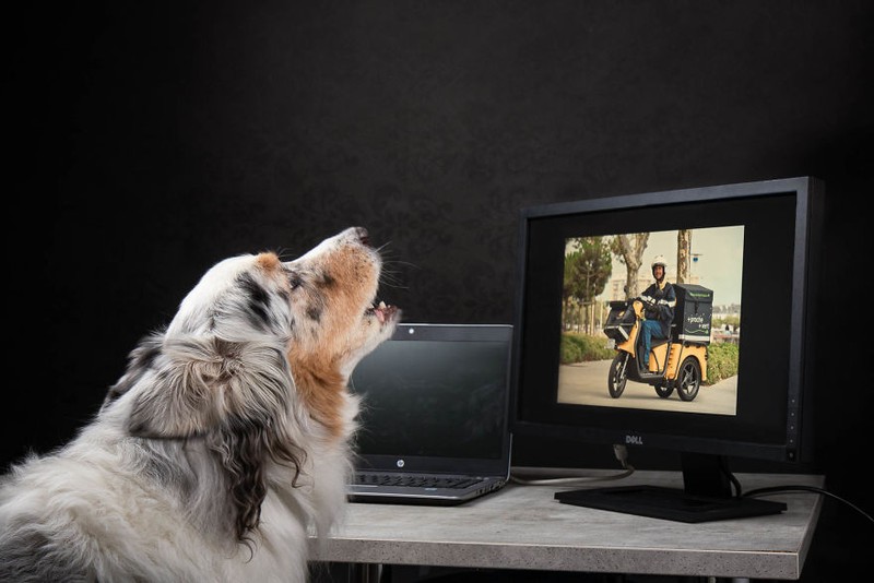 Potret Lucu Kehidupan Anjing dan Kucing Selama Lockdown