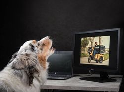 Potret Lucu Kehidupan Anjing dan Kucing Selama Lockdown