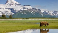 Wilayah Alaska dan Arktik memanas dua kali lebih cepat dari tempat lain di bumi. Pemanasan ini telah mencairkan gletser, membuat ganggang mekar secara intensif, membunuh salmon, dan memicu kebakaran hutan. (Foto: Getty Images)