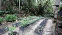 Dalam rangka memperingati hari bumi, RLU perusahaan karet alam terintegrasi, melalui anak usahanya PT Lestari Asri Jaya berhasil melakukan konservasi atau pelestarian sejumlah spesies tanaman langka. Foto: dok. RLU