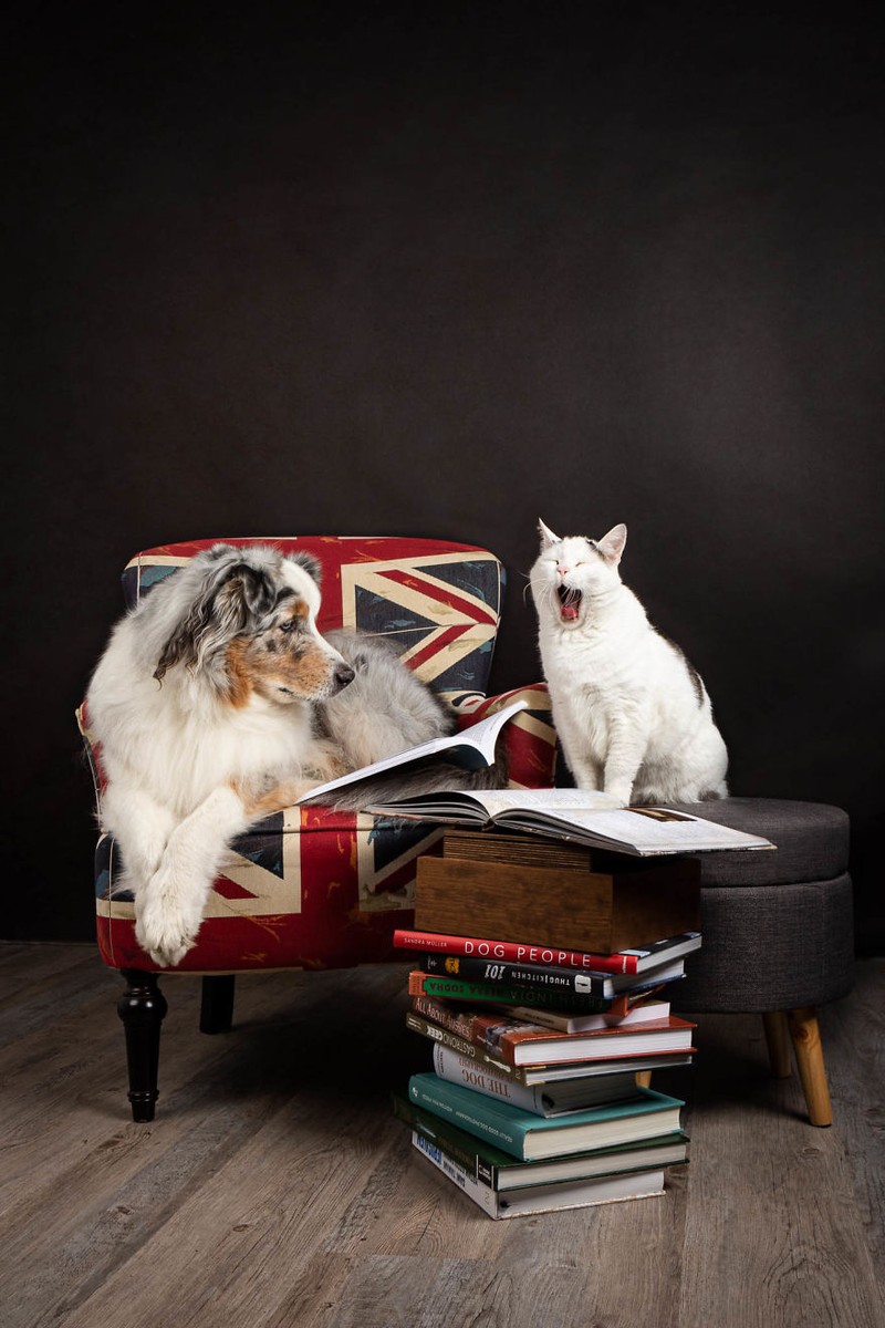 Potret Lucu Kehidupan Anjing dan Kucing Selama Lockdown