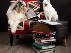 Potret Lucu Kehidupan Anjing dan Kucing Selama Lockdown