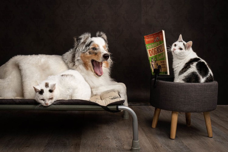 Potret Lucu Kehidupan Anjing dan Kucing Selama Lockdown Potret Lucu Kehidupan Anjing dan Kucing Selama Lockdown