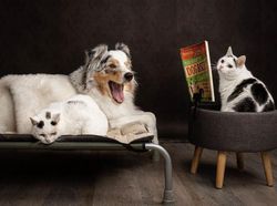 Potret Lucu Kehidupan Anjing dan Kucing Selama Lockdown