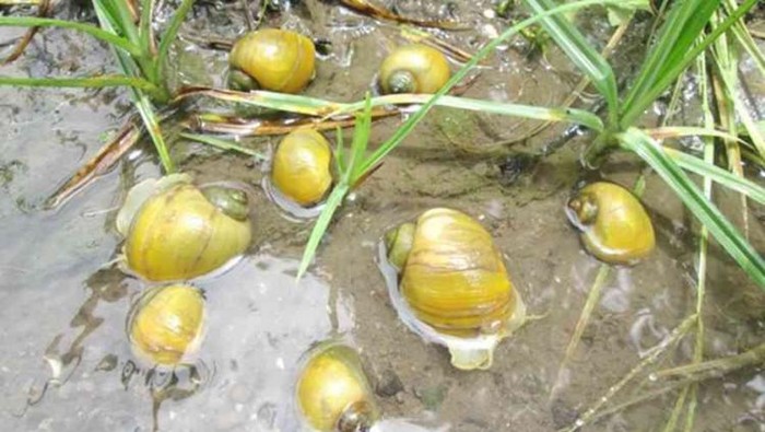 Fakta keong sawah yang diolah Susi Pudjiastuti