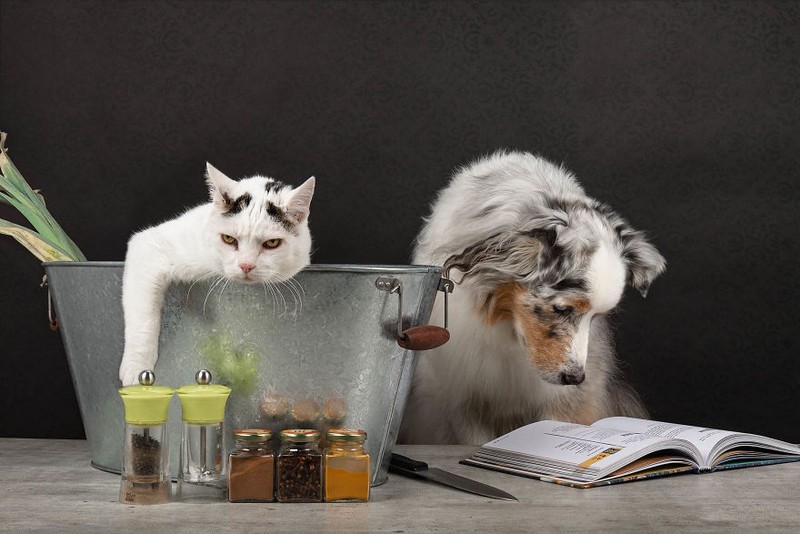 Potret Lucu Kehidupan Anjing dan Kucing Selama Lockdown