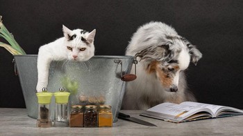 Adalah Juliette Bercovici fotografer hewan asal Prancis. (Foto: Juliette Bercovici)