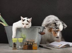 Potret Lucu Kehidupan Anjing dan Kucing Selama Lockdown