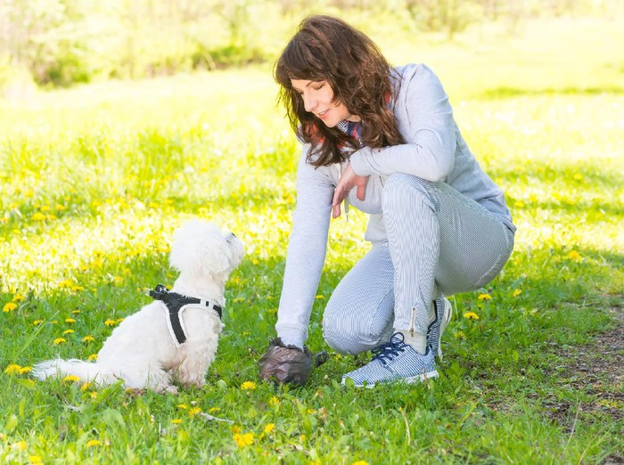 531692880 Owner cleaning up after the dog with plastic bag
