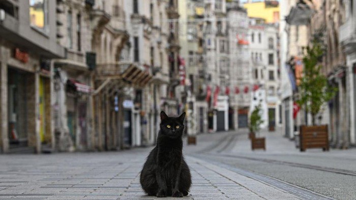 Virus corona: Ketika kucing dan singa menguasai jalan di tengah lockdown