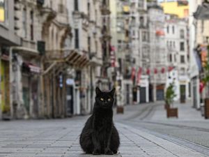 Takut Sial Karena Tak Sengaja Tabrak Kucing? Ini Kata Ustaz