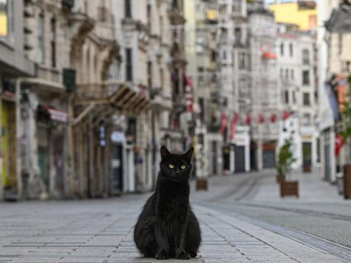 Virus corona: Ketika kucing dan singa menguasai jalan di tengah lockdown