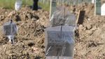 Nisan Kardus di Makam Korban COVID-19