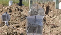 Para keluarga dan kerabat korban meninggal akibat COVID-19 sengaja memasang papan nama di pusara menggunakan kardus yang dibungkus plastik agar mudah mencari saat melakukan ziarah.