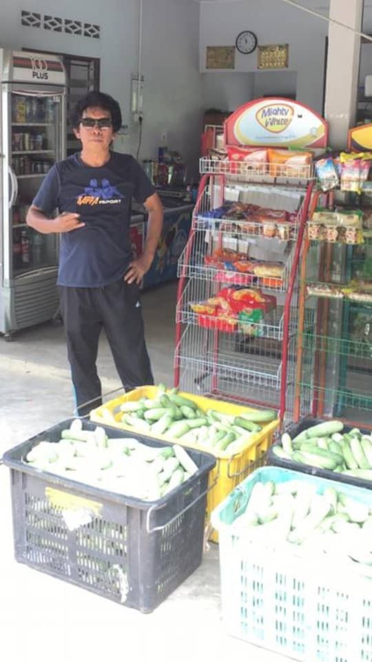 petani sumbang mentimun