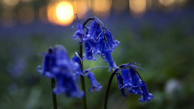 Bunga bluebells yang jadi ikon Hallerbos