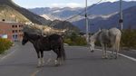 Pandemi Corona, Llama Berkeliaran di Jalanan Bolivia