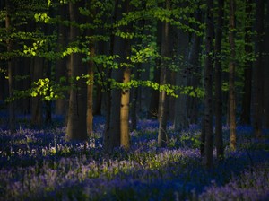 COVID-19 Malah Bikin Hutan Ini Makin Cantik