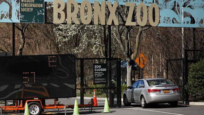 NEW YORK, NEW YORK - APRIL 06: A car enters the Bronx Zoo on April 06, 2020 in New York City. A tiger at the zoo has tested positive for COVID-19, the Wildlife Conservation Society said in a statement Sunday. The tiger, a 4-year-old named Nadia, had developed a dry cough and a decrease in appetite. Results from a test, which were confirmed by the USDAs National Veterinary Services Laboratory, showed that she had contracted the virus, most likely from a zoo worker.   Spencer Platt/Getty Images/AFP