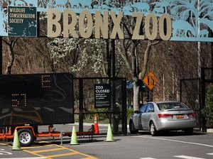 Lagi, 7 Harimau dan Singa di Kebun Binatang New York Positif Corona
