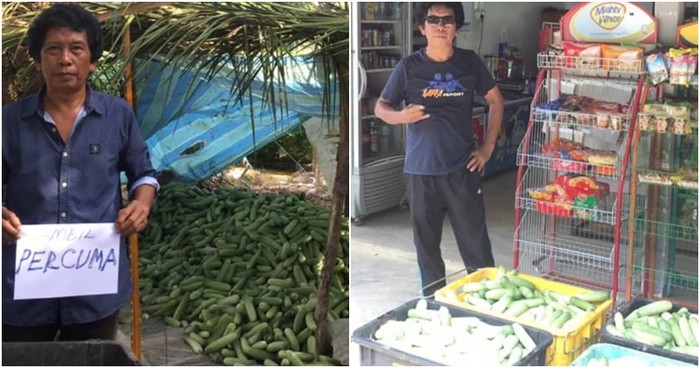 petani sumbang mentimun