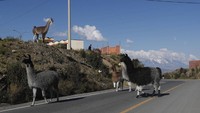  Beberapa ekor Llama melintas di jalan raya yang sepi di El Alto, Bolivia, Rabu (22/4/2020). AP Photo/Juan Karita.