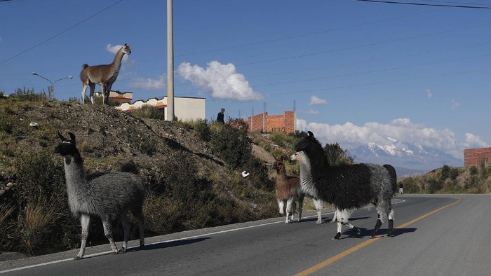Tidak hanya di India, hewan yang berkeliaran saat Pandemi Corona juga terjadi di Bolivia. Sejumlah Llama dengan santainya melintas di jalan raya di El Alto.