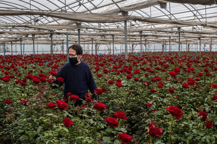 Petani bunga memanen mawar merah untuk dijual secara daring (online) di Barcelona, Spanyol, (22/4). Penjualan online menjadi pilihan utama di masa sulit, masa pembatasan lockdown di Spanyol.  Sebagai catatan, tahun lalu, 7 juta kuntum mawar diborong untuk festival Sant Jordi di Catalunya. Namun, tahun ini terjun bebas karena pandemi Corona dan aturan lockdown.