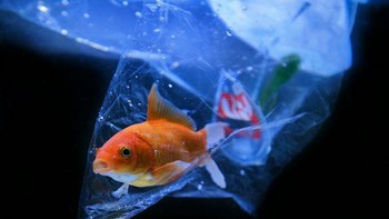 Potret seekor ikan yang terjebak di dalam plastik akibat perbuatan membuang sampah di laut. Bored Panda/Agora Images/yogayogreat
