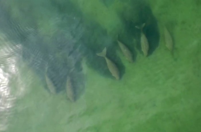 Dugong muncul di Thailand