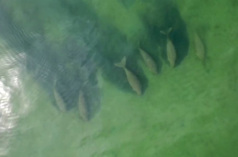 Dugong muncul di Thailand