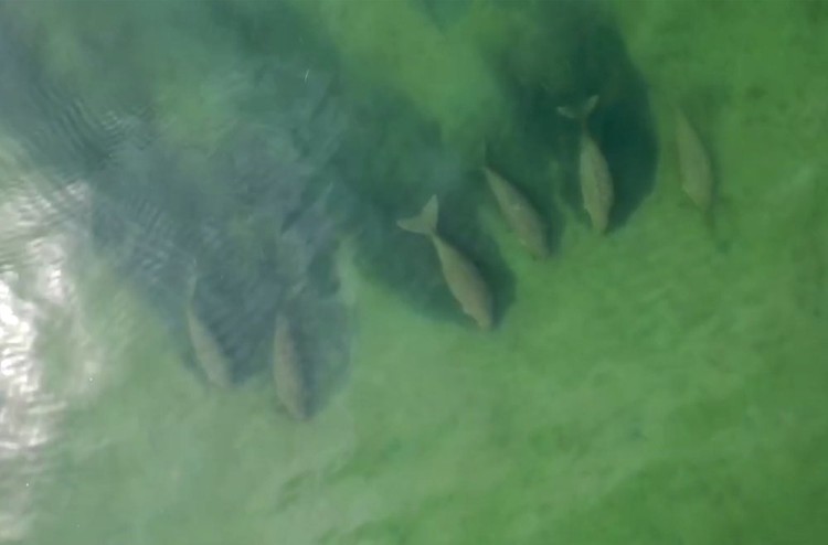 Dugong muncul di Thailand Dugong muncul di Thailand