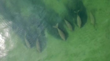 Dugong termasuk berumur panjang, bisa mencapai usia lebih dari 70 tahun. Namun reproduksinya lambat dan menjadi salah satu faktor kehidupannya terancam. Foto: (Thailand (Department of National Parks, Wildlife and Plant Conservation/AP)