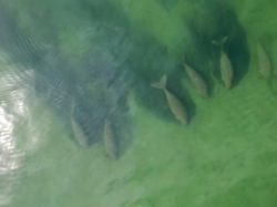 Dugong, Hewan Baik Hati yang Kian Malang Nasibnya