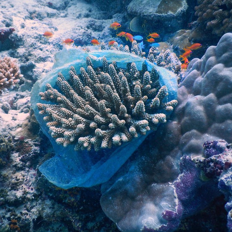 Memperingati Hari Bumi, Kontes foto Agora #ClimateChange2020 bertema tentang darurat iklim yang menyebabkan gangguan pada fauna, flora, ekosistem, dan manusia.
