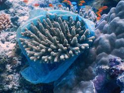 Ragam Potret Darurat Iklim di Kontes Foto Agora #ClimateChange2020