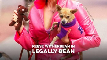 Reese Witherspoon di film Legally Blonde digantikan oleh Mr. Bean. Foto: Instagram @kingdom.of.bean
