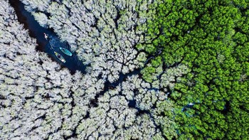 Masyarakat pesisir miskin di Vietnam terkena dampak banjir dan badai yang sering terjadi. Melalui Dana Iklim Hijau dan Program Pembangunan PBB di Quang Ngai, lebih dari 4.000 hektar hutan bakau akan ditanam dan direhabilitasi, menciptakan sumber daya ekosistem yang berkelanjutan untuk mendukung mata pencaharian pesisir. Bored Panda/Agora Images/alexcao