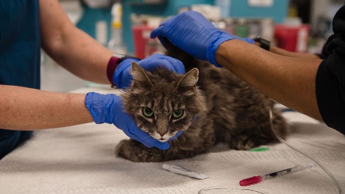 Kucing di Dokter Hewan