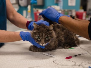 Penyakit Mematikan pada Kucing yang Perlu Diwaspadai Pemilik Hewan