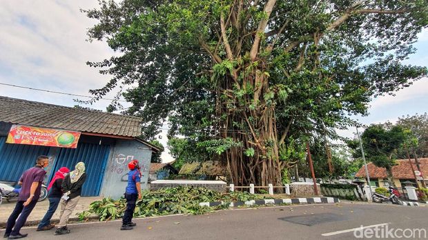 Pohon Karet Tempat Ngumpet Piton