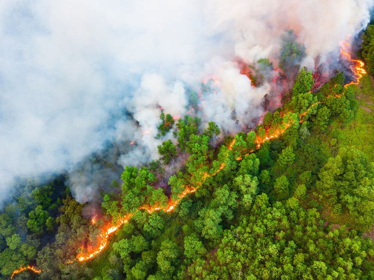 Memperingati Hari Bumi, Kontes foto Agora #ClimateChange2020 bertema tentang darurat iklim yang menyebabkan gangguan pada fauna, flora, ekosistem, dan manusia.