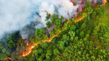 Kekeringan di Vietman menyebabkan banyak kebakaran hutan sehingga ribuan hektar terbakar habis. Bored Panda/Agora Images/tuantvt
