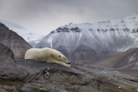 Memperingati Hari Bumi, Kontes foto Agora #ClimateChange2020 bertema tentang darurat iklim yang menyebabkan gangguan pada fauna, flora, ekosistem, dan manusia.