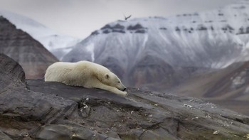 Tempat di mana beruang kutub sedang tidur dulunya adalah gletser. Es sekarang telah sepenuhnya lenyap, meninggalkan bebatuan yang tidak tertutup lagi. Bored Panda/Agora Images/uglefisk