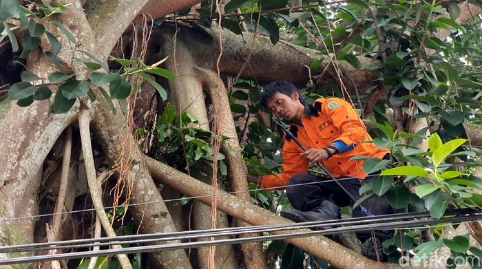 Pencarian Ular Piton di Sukabumi