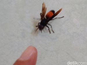 Digigit Tawon? Ini 7 Obat Alami yang Ampuh Redakan Nyeri dan Bengkak