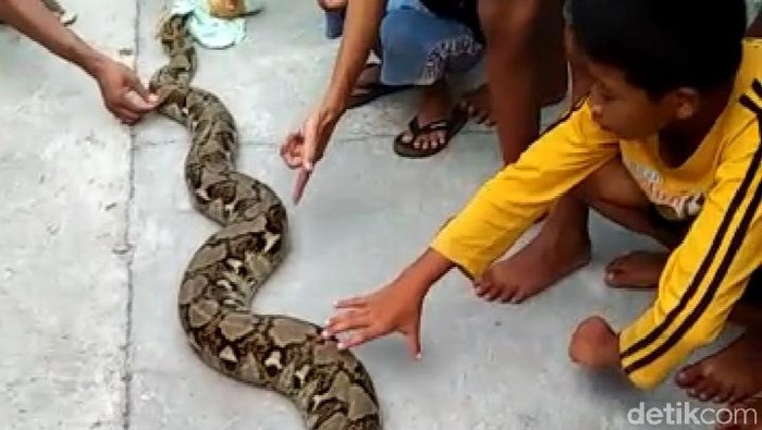 Ular piton sepanjang 4 meter ditangkap warga di Klaten, Sabtu (25/4/2020).