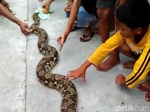 Ronda Saat Pandemi Corona, Warga di Klaten Temukan Piton 4 Meter